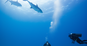 Exploring the Depths: Top Dive Destinations Around the World